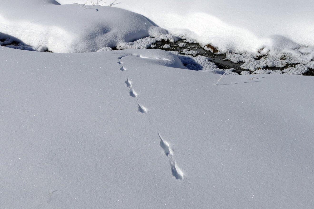 Weasel tracks in the snow